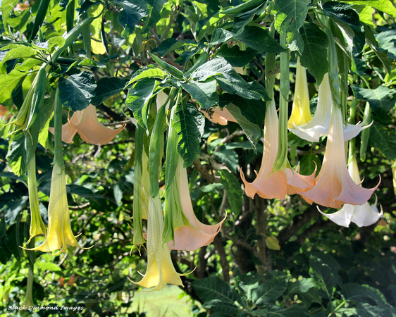 Datura-flowers-shambhala-gardens Tropical datura flowers