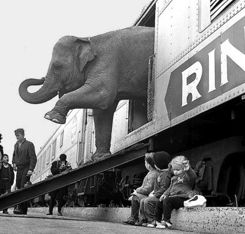 disembarking-elephant-from -circus-train-479x456 Paul Rice--circus elephant Bronx,-New-York, 1963