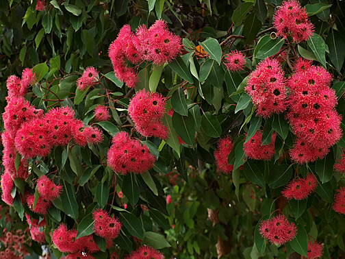 pink-flowering-gumnuts Pink-gumtree-flowers