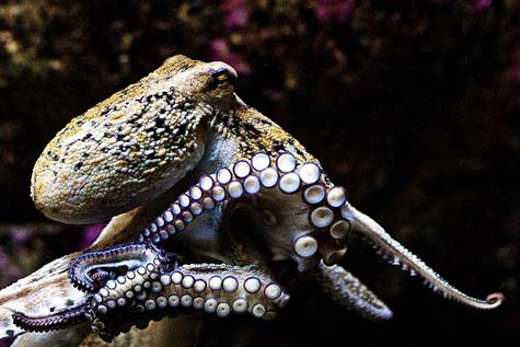 octopus-relaxing- Cephalopod-Octopus