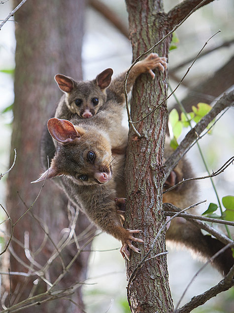 Adam-Foster - Brush-Tailed-Possum Adam-Foster - Brush-Tailed-Possum - A possum carrying her young in a tree