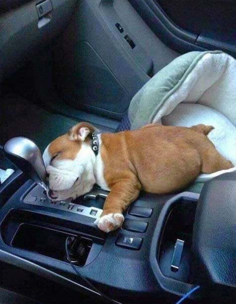 sleeping-puppy Puppy-car-slumber - wake me when we get home