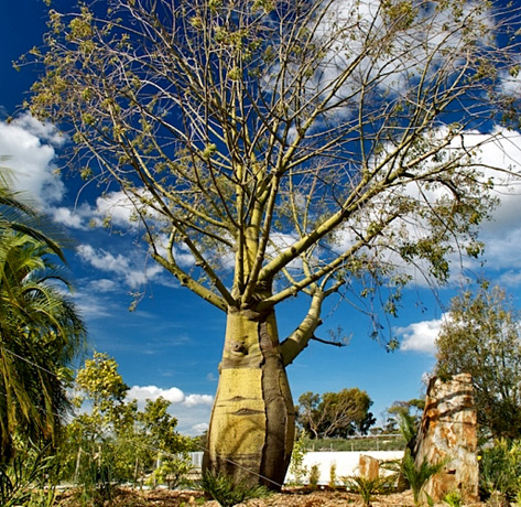 Queensland-Bottle-Tree-Cranbourne Queensland Bottle Tree - Australia Garden - large yellow tree with bottle shaped trunk
