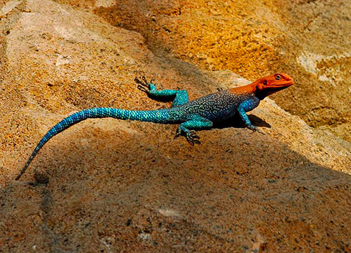 Red-headed_rock_agama Red headed rock agama lizard