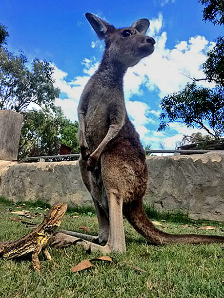 rosie-and-elliot---kangaroo-and-lizard-mateship kangaroo-and-lizard-mateship