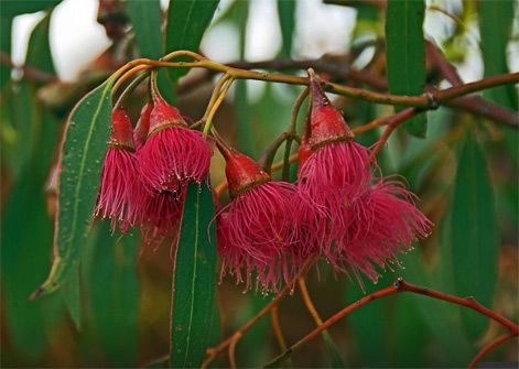 Red-Gumenut-flowers Royal-Botanic-Gardens-Cranbourne--Australia---red bush-gumnut flowers photo by DancerAustralia
