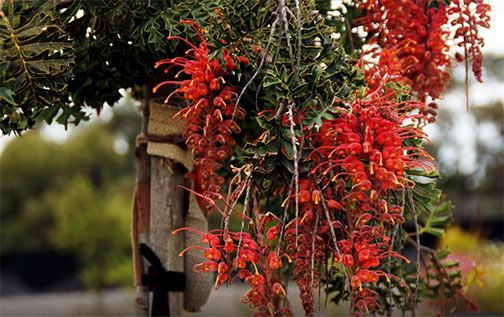 Royal-Botanic-Gardens-Cranbourne--Australia--Grevillia Orange-red Grevillia flowers -- Australia Gardens, Cranbourne