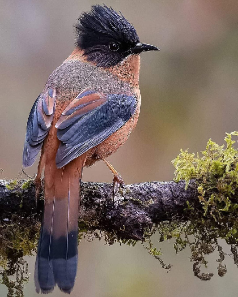 Rufous-sibia-from-India Rufous-sibia-from-India
