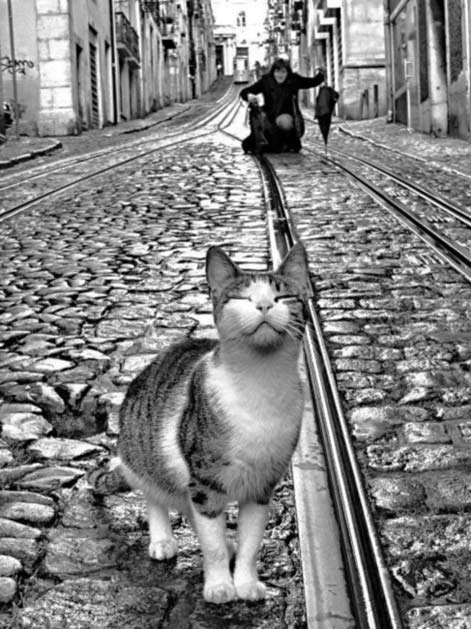 Rui-palha-street-cat-photo Rui-PALHA--Street-model,-Lisbon,-Portugal,-2007