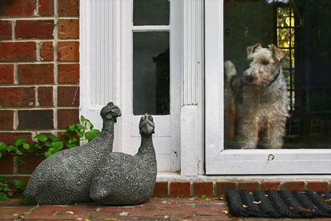 guibea-fowl-and-scuzzi-roelna-475x317 Scuzzi-&-Guinea-Fowl cast-in-Bronze-and-Resin - bird sculptures by Roelna Louw