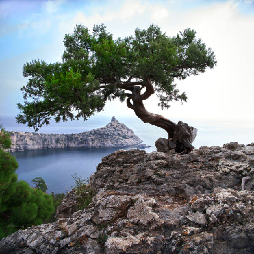 Sergei-Dubrovskii Sergei-Dubrovskii