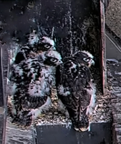 Three-falcons-32-days-young Three-falcons-32-days-young