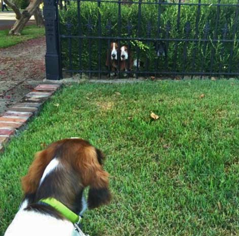 dogs-being-inqisitive Dogs in the garden