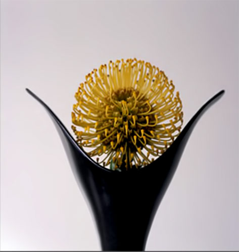 Vivienne-Foley-limited-edition-print Limited Edition Prints---Vivienne Foley Yellow flower in black vase