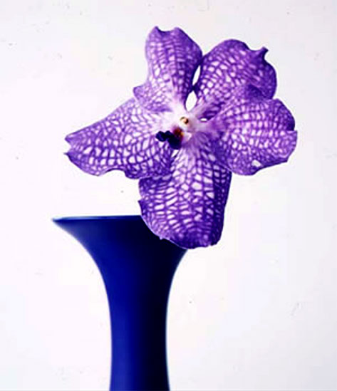 Vivienne-Foley-limited-edition-print Vivienne Foley-limited-edition-print of single purple flower in blue vase