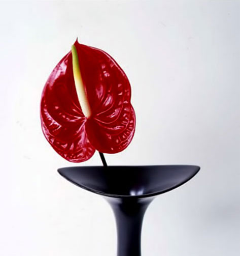 Vivienne-Foley-limited-edition-print Vivienne-Foley-limited-edition-print red flower in black vase