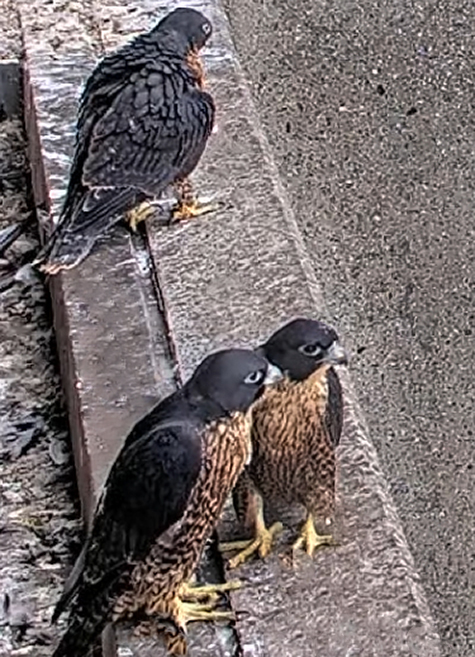 young-falcons-39-days young-falcons-39-days