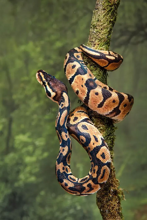 young-royal-python-wrapped-around-tree-trunk-its-head-facing-upwards- Young royal python wrapped around tree trunk its head facing upwards